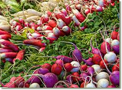A variety of radishes
